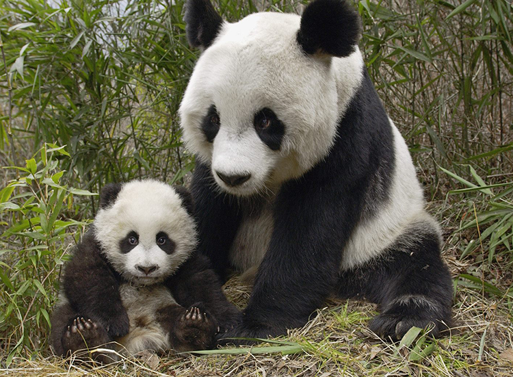 Forbidden City at night